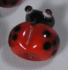 Lady Bug